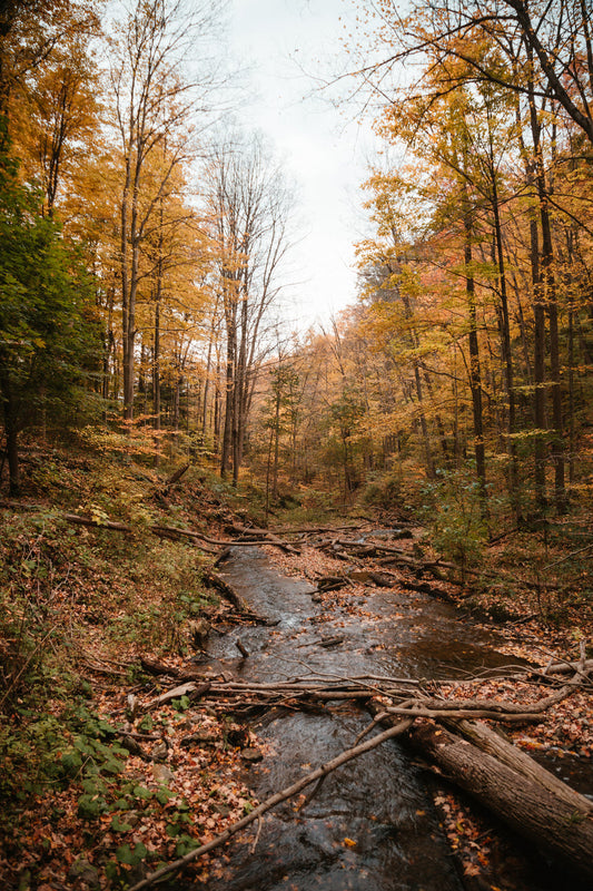 Savoring Autumn: 10 Ways to Embrace the Outdoors This Fall