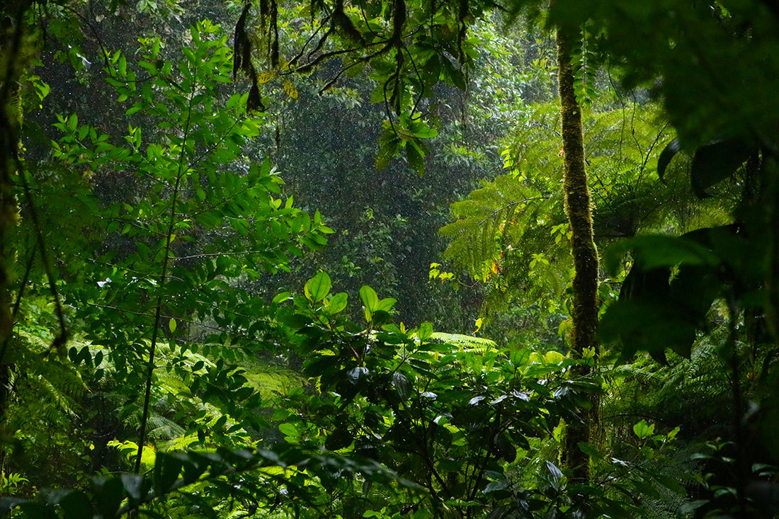 Embrace the Rain: Best Ways to Stay Dry in the Wilderness During the Rainy Season